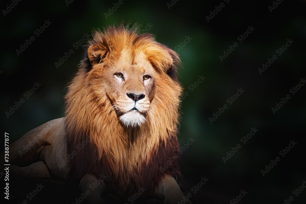 Obraz premium Southwest African Lion (Panthera leo bleyenberghi) - Angola Lion