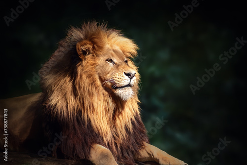 Southwest African Lion  Panthera leo bleyenberghi  - Angola Lion