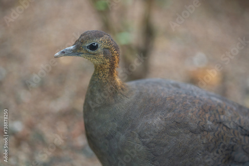 Solitary Tinamou bird  Tinamus solitarius 