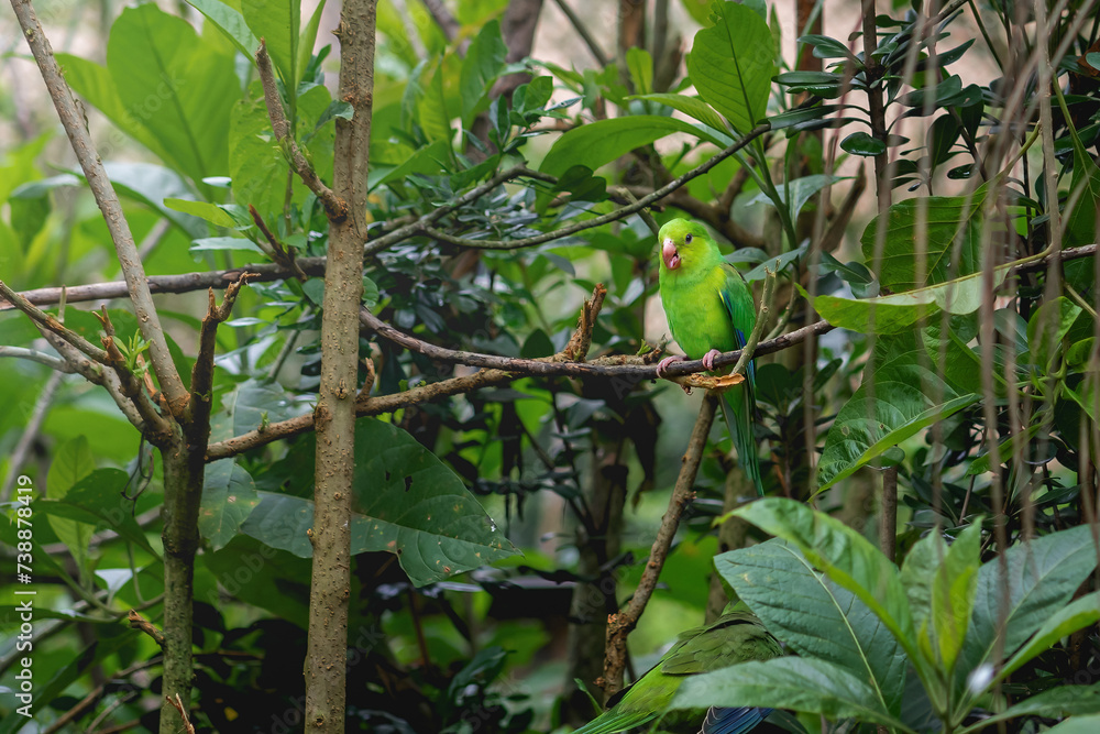 Blue-winged Parrotlet bird (Forpus xanthopterygius)