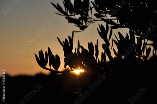 Blurry olive branches on sunset. Summer holiday background.Sunset on touristic destination island Losinj, Croatia