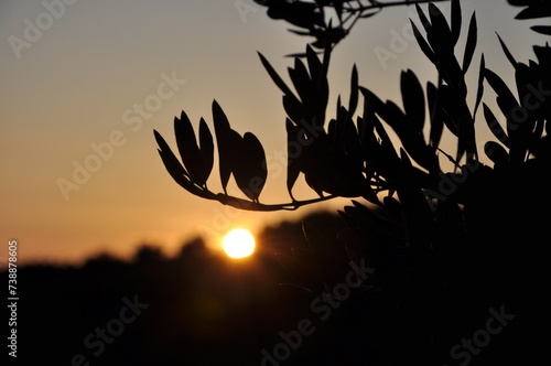 Blurry olive branches on sunset. Summer holiday background.Sunset on touristic destination island Losinj, Croatia