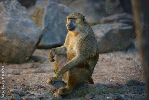 Olive Baboon (Papio anubis) - Old World monkey photo
