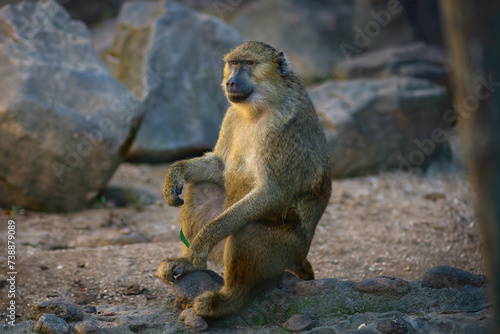 Photos Olive Baboon (Papio anubis) - Old World monkey