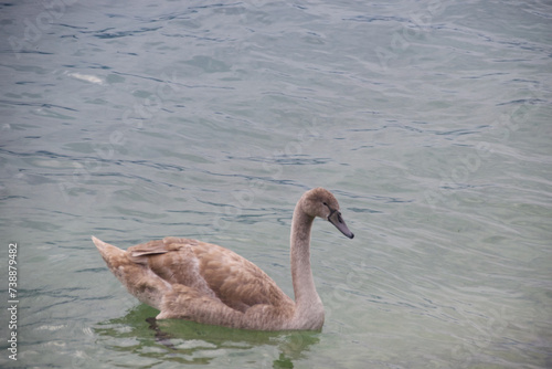 Ein junger Schwan mit grauen Federn schwimmt auf einem Fluss. Das Bild ist dem Märchen das hässliche Entlein nachempfunden photo