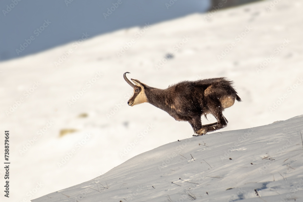 Alpine chamois (Rupicapra rupicapra), male, running at breakneck speed down a snowy slope, Italian Alps. January.