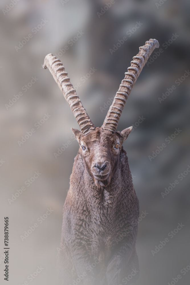 Impressive massive male Alpine ibex portait, posing mountain wild goat with huge horns taken in soft morning light. Italian Alps, Monviso natural Park.