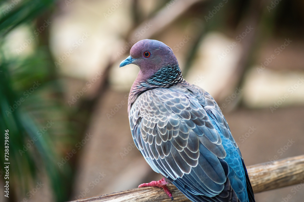 Fototapeta premium Picazuro Pigeon bird (Patagioenas picazuro)