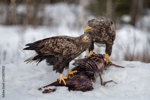 Two white-tailed eagles sit on a gnawed animal carcass. Lunch of predators. Winter day