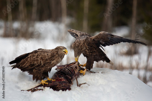 Winter day.. Two white-tailed eagles sit on a gnawed animal carcass. Lunch of predators.