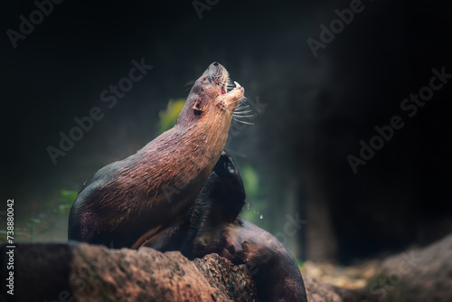 Neotropical River Otter (Lontra Longicaudis) photo