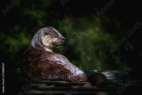 Neotropical River Otter (Lontra Longicaudis)