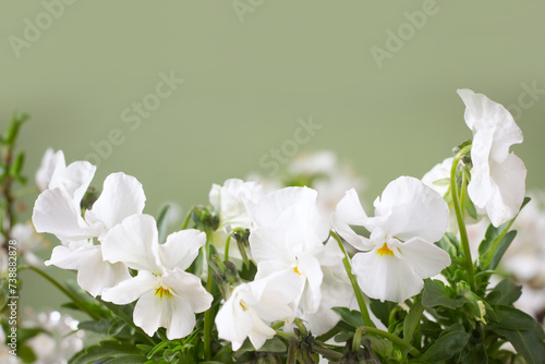 White spring viola flowers on pastel green background. Easter flowers, women's day, 8 march, Mother's day, spring template with place for text