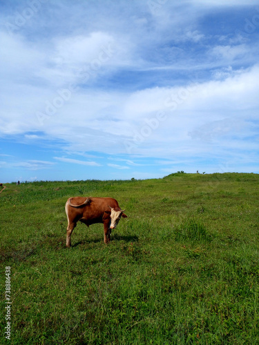 Fototapeta Naklejka Na Ścianę i Meble -  cows on a meadow