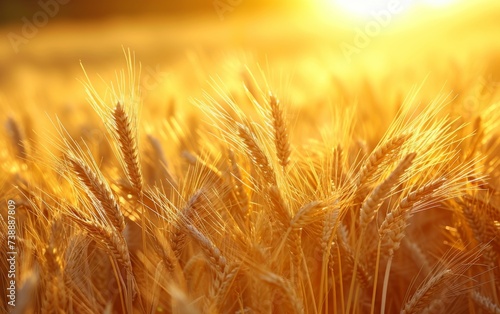 A field of wheat under the setting sun, with warm golden light illuminating the crops. The sun is low on the horizon, casting long shadows across the field