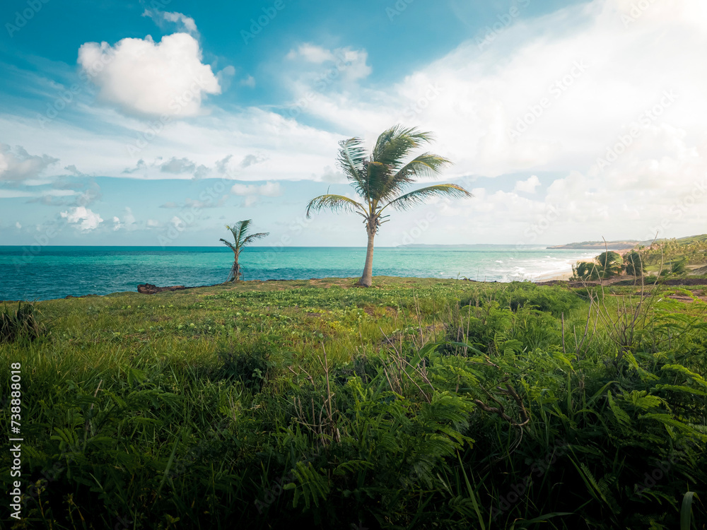 Coconut tree in nature with beach in the background, blue sky with clouds, green grass in the wind, summer weather - Photo at Praia da Pipa - Rio Grande do Norte, Brazil Coconut tree in nature with beach in the background, blue sky with clouds, green grass in the wind, summer weather - Photo at Praia da Pipa - Rio Grande do Norte, Brazil