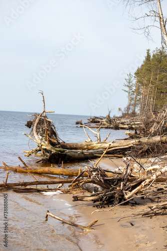  River bank with storm-washed and fallen tree trunks on the bank