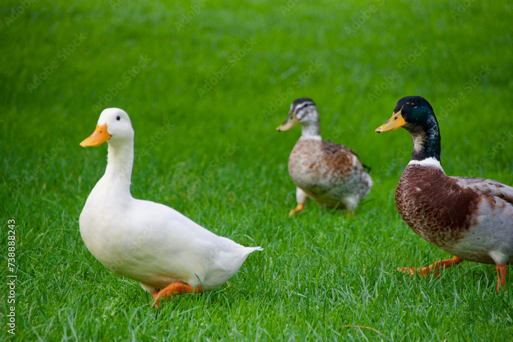 Eine weise weibliche Ente geht auf einer Wiese. Hinter ihr sind zwei Erpel, die beide anbandeln wollen. Frühlingsgefühle Eine weise weibliche Ente geht auf einer Wiese. Hinter ihr sind zwei Erpel, die beide anbandeln wollen. Frühlingsgefühle