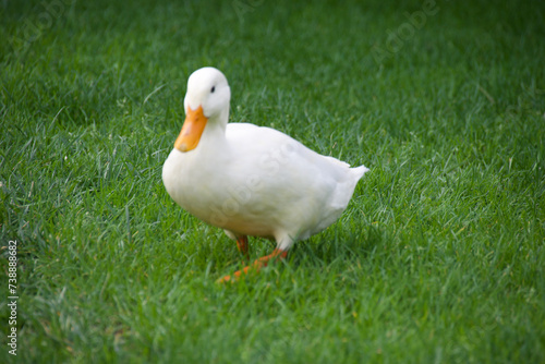 Großaufnahme einer weißen Ente. Sie hat keine farbigen Federn und einen Schnabel in Orange. Sie blickt in die Kamera und steht auf einer grünen Wiese. .  photo