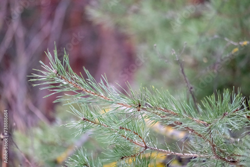  Fresh pine tree branch in green color