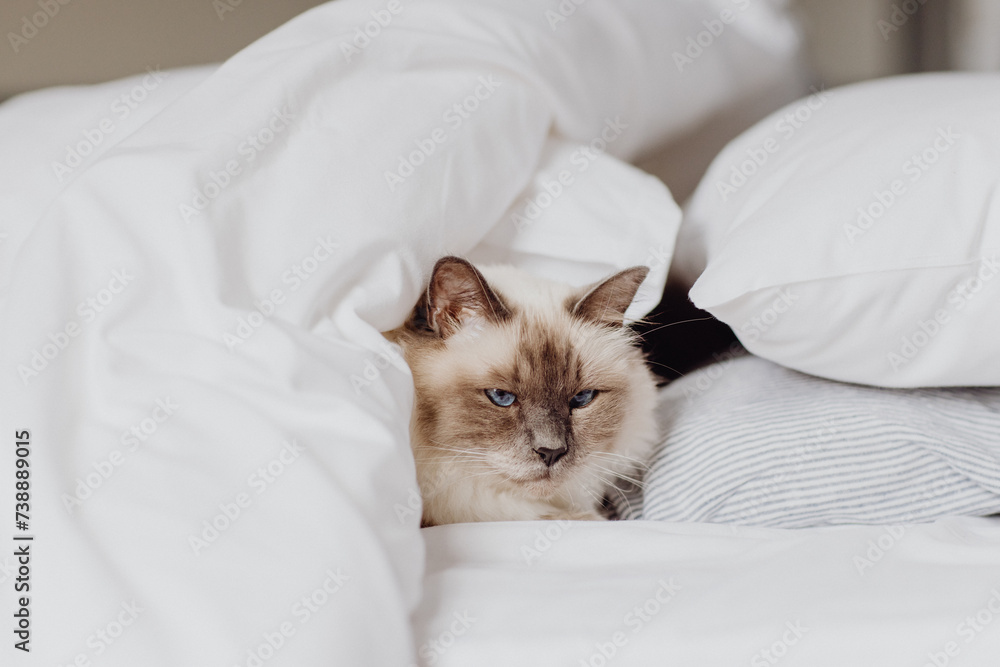 Chat persan dans le lit