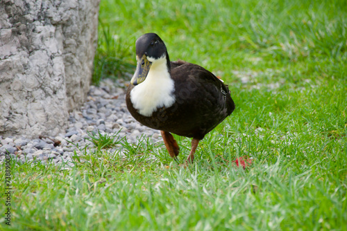 Eine stolze männliche Ente geht auf Erkundung. Der Erpel lauft auf einer Wiese und schaut vorsichtig um einen Stein photo