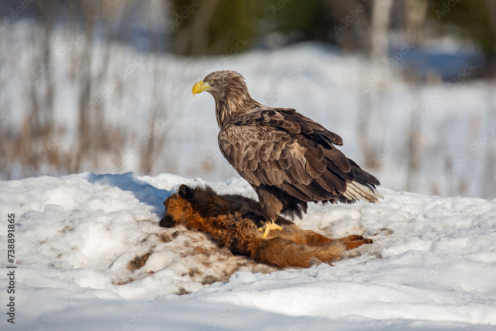 Wild nature. A white-tailed eagle with spread wings sits on a fox carcass and eats. A predator's lunch. Winter day. Wild nature. A white-tailed eagle with spread wings sits on a fox carcass and eats. A predator's lunch. Winter day.