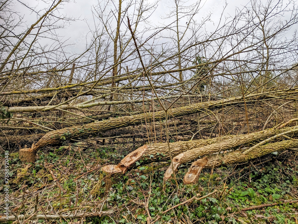 Hedgelaying to re-wild a natural hedge. Technique cuts the tree at the base and lays it over on its side to grow again Hedgelaying to re-wild a natural hedge. Technique cuts the tree at the base and lays it over on its side to grow again