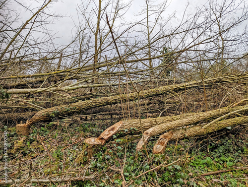 Hedgelaying to re-wild a natural hedge. Technique cuts the tree at the base and lays it over on its side to grow again