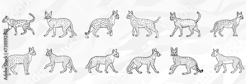 Serval Katzen: Vektorgrafik-Bundle mit verschiedenen Lineart Zeichnungen