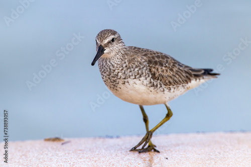 Red Knot in winter plumage walking on a breakwater - Florida