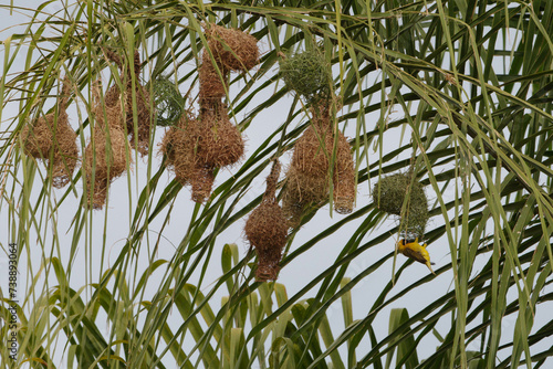 Weaver colony photo