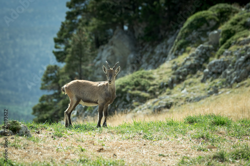 Juvenile capricorn goat (capr ibex) in the french alps