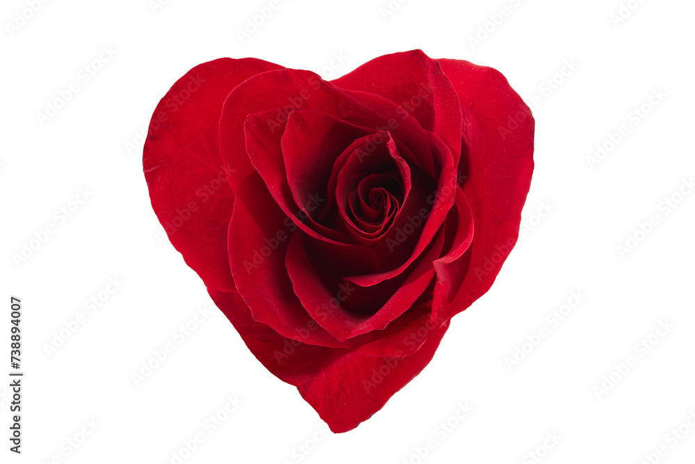 Real rose flower with heart shaped petals. Elegant romantic background. Real rose flower with heart shaped petals. Elegant romantic background.