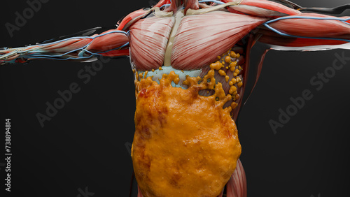 Obraz na plátně Weight loss Comparison