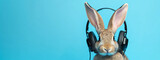 rabbit in headphones close-up