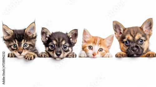 kittens and puppies on a white background