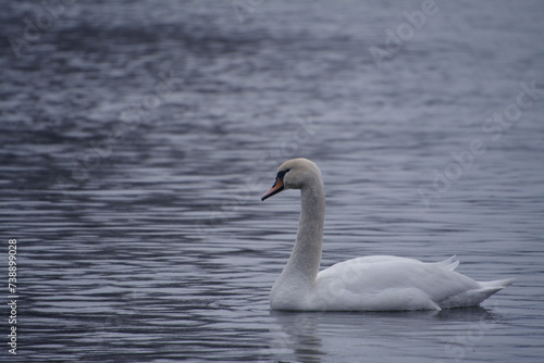 A wild swan is waiting for its kind