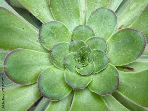 Aeonium or aeonium arboreum green plant leaves with raindrops isolated close-up photo