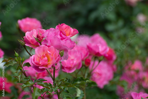 A twig of delicate pink roses in the park with roses. Nature flowers pink roses