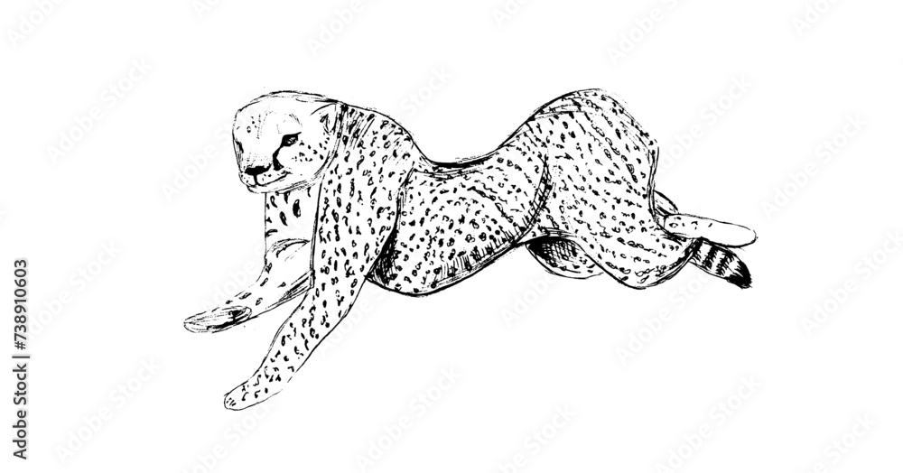 Obraz premium Hand drawn vintage vector sketch of jaguar. Black and white elements for colouring or tattoo 