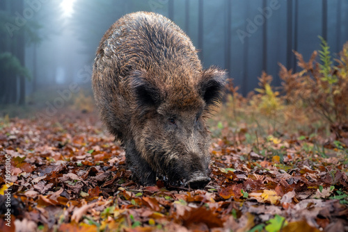 Wildschwein am Waldrand im herbst