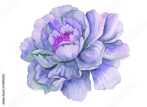 Watercolor blossom purple peony isolated on white. Colorful botanical art of blooming flower. 