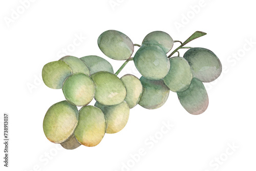 Watercolor green grapes. Botanical illustration of juicy fruit. 