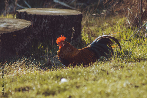 rooster in grass