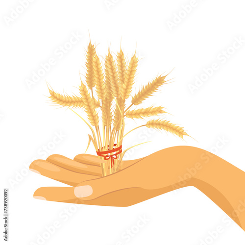 Spikelets of wheat in human hands