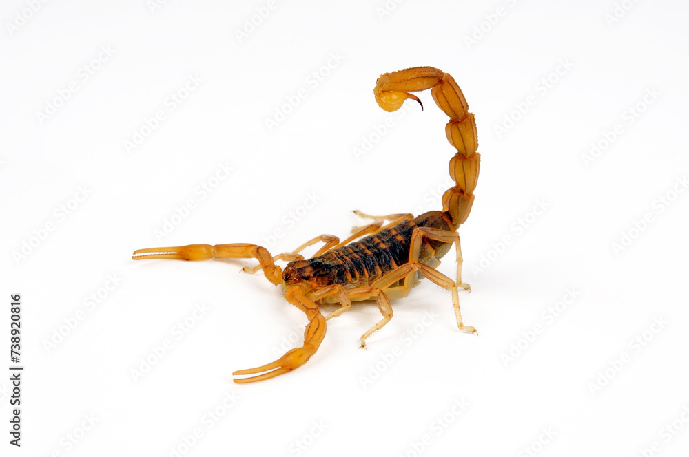 Feldskorpion // Field Scorpion (Buthus elongatus) - Spanien Feldskorpion // Field Scorpion (Buthus elongatus) - Spanien