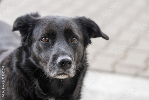 Portrait eines scharzen Hundes