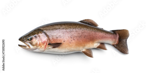 Raw trout isolated. Fresh cutthroat, steelhead fish, whole rainbow trout, trutta, fario © ange1011
