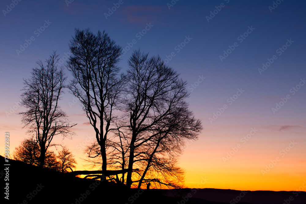 Arbre au couchant Arbre au couchant